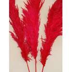 Dried Pampas Grass - Red Color