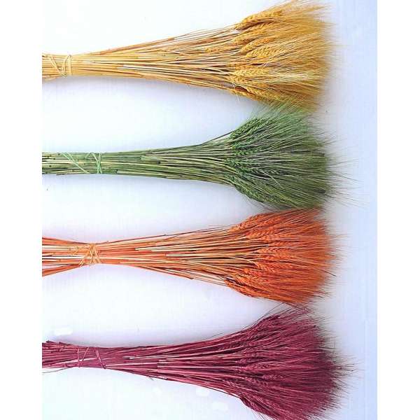 Dyed Wheat (Red, Green, Orange, Yellow)