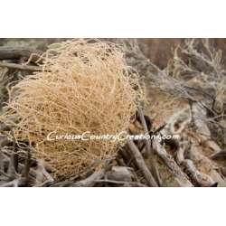 Giant Western Tumbleweed