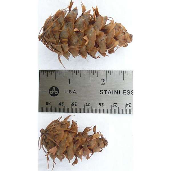 Douglas Fir Cones