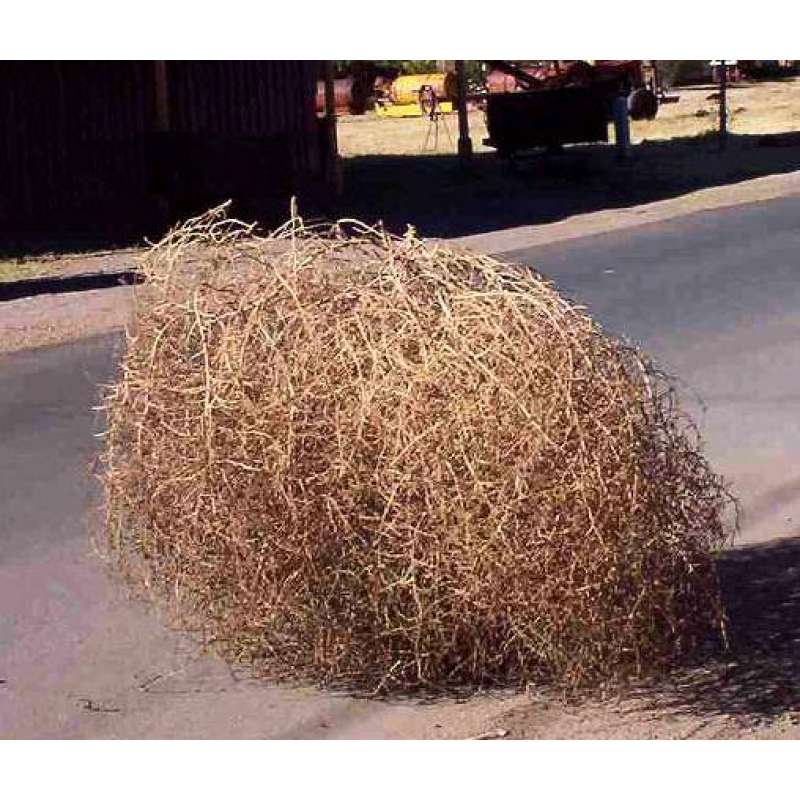 Large Country Tumbleweed (Tumble weed)