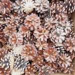 Lodgepole Pine Cones (PineCones)