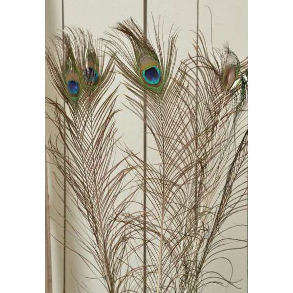 Peacock Eye Feathers for sale