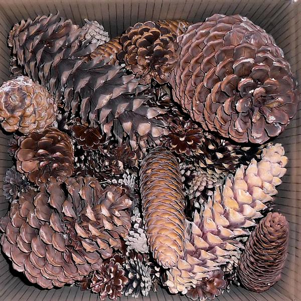 Pinecone Seconds - Large and Small