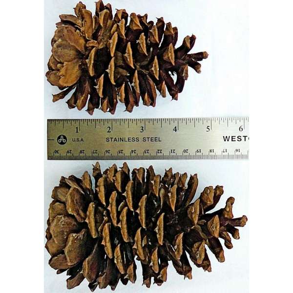 Ponderosa Pine Cones