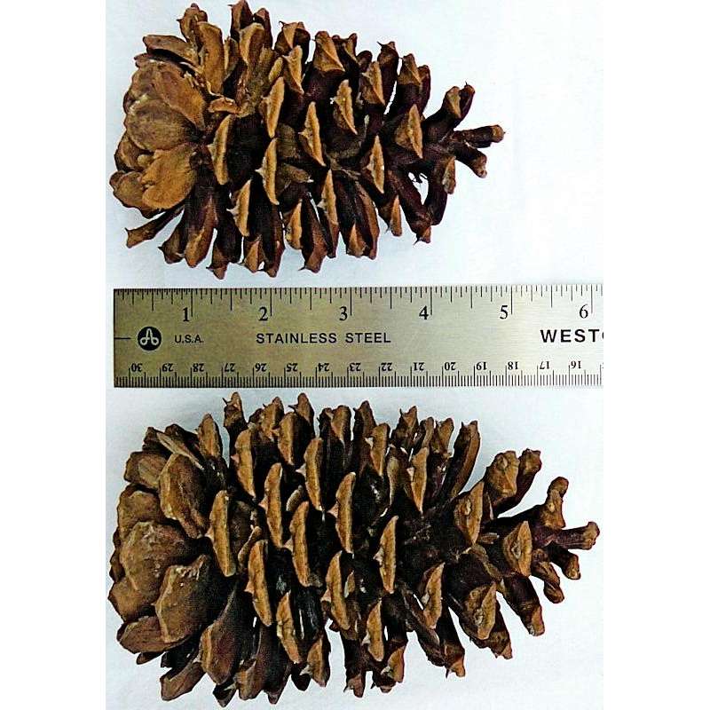 Natural Mini Pine Cones  Wholesale Pine Cones for Sale