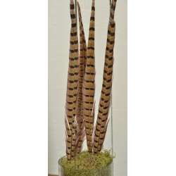 Ringneck Pheasant Feathers 16-18