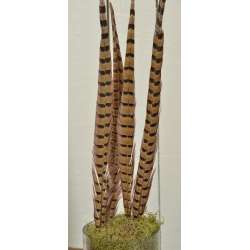 Ringneck Pheasant Feathers 16-18