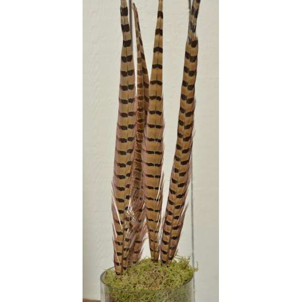 Ringneck Pheasant Feathers 16-18