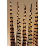 Ringneck Pheasant Feathers 16-18