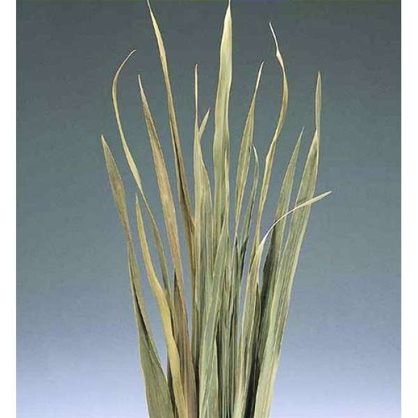 Dried Sabel Palm