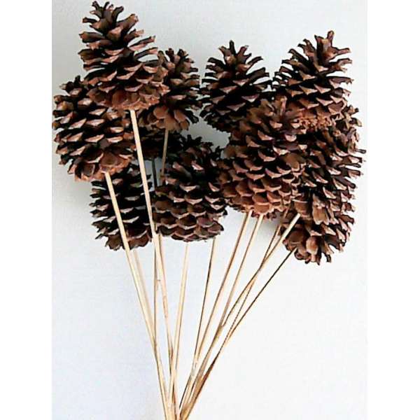 Natural Stemmed Ponderosa Pine Cones