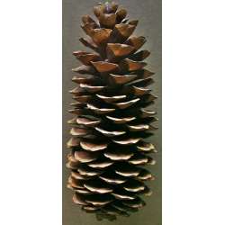 Sugar Pine Cones Seconds - Very Long Pine cones