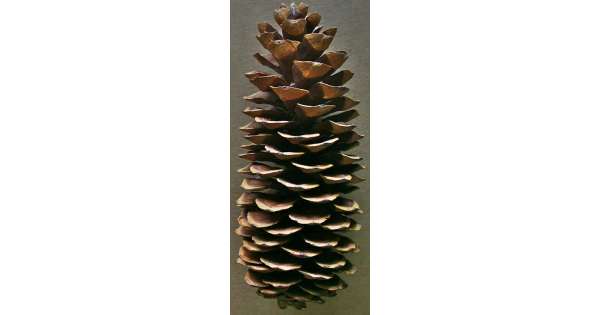 Large Sugar Pine Cone Chews For Small Pets