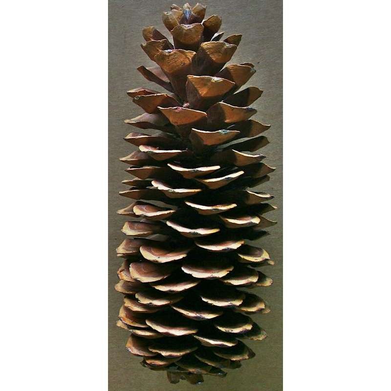 Natural Mini Pine Cones  Wholesale Pine Cones for Sale