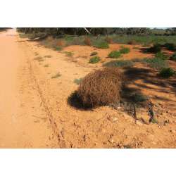 Tumbleweed Seeds