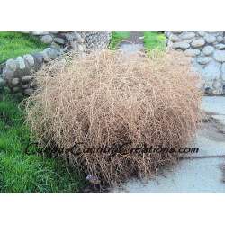 Christmas Tumbleweed