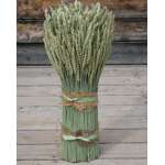 Vertical Beardless Wheat Bundle