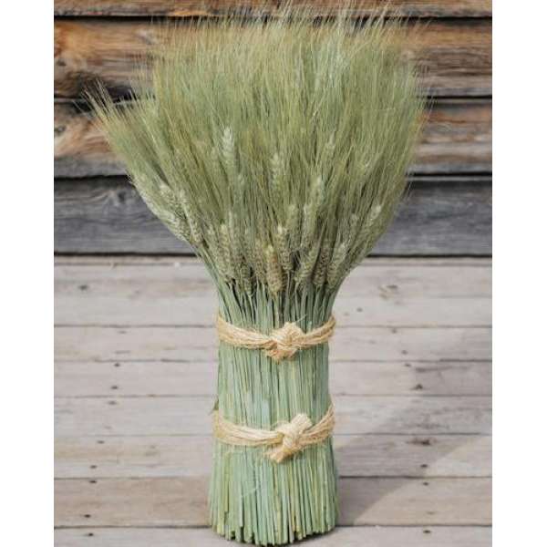 Green Bearded Vertical Wheat Cone