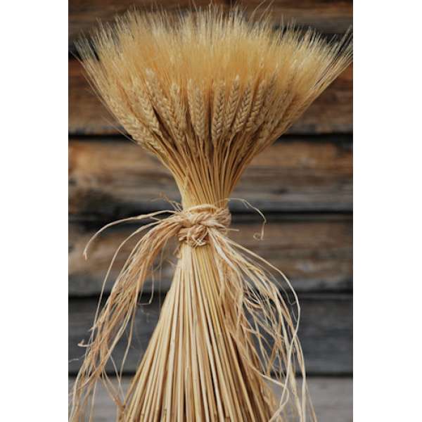 Large Dried Wheat Bunches