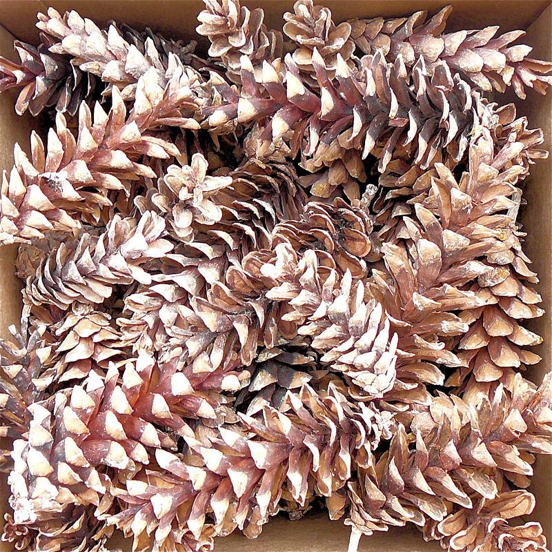 Pinecones, 5 Bushels, White Tipped