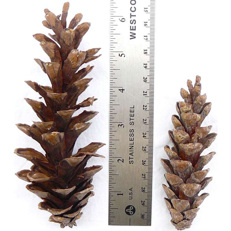 Pine Cone Crafts - using conifer cones and seed pods for rustic crafts