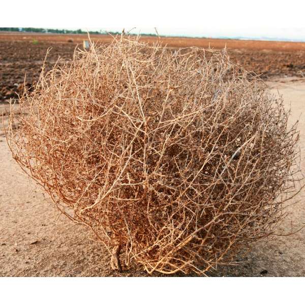 Ginormous Tumbleweed