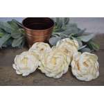 Wood Peony Flowers - Peonies BH