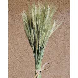 Green Bearded Wheat Bundle