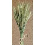 Green Bearded Wheat Bundle