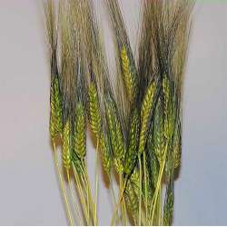 Dyed Blackbeard Wheat Bunch - 8oz