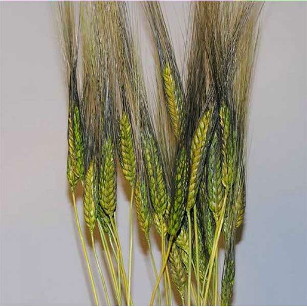 Dyed Blackbeard Wheat Bunch - 8oz