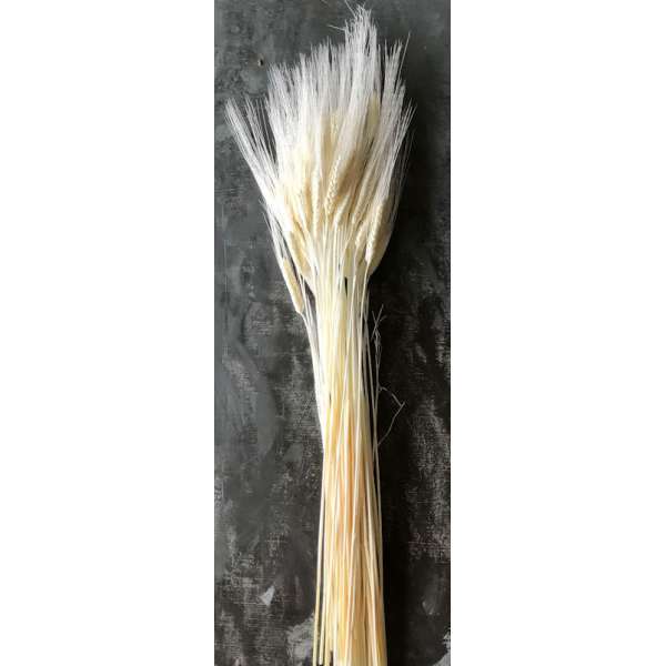 Triticum Bleached Wheat Bundle - 8oz bunch