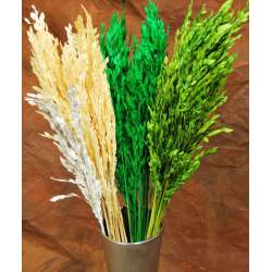 Decorative Mini Oats - Dried