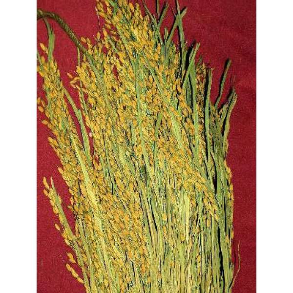 Ornamental Rice Bundle (Dried)