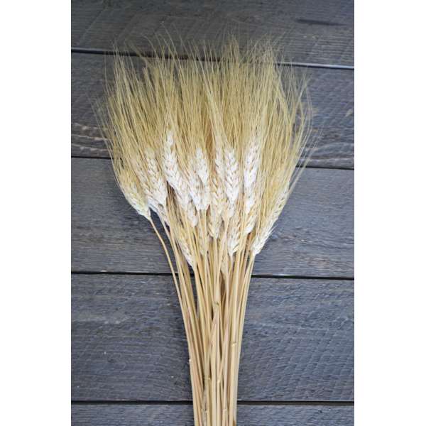 Wheat Stalks Bundle - 8oz blond