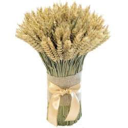 Green Beardless Wheat Cone Bundle -- 3LB