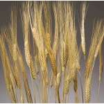 Triticum Wheat Bundles - 8oz blond